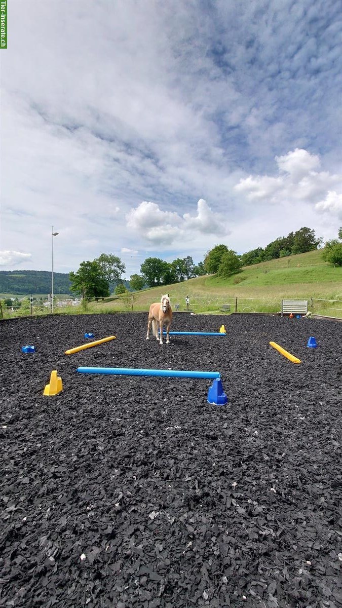 Bild 4: Biete Pferdebetreuung in Abwesenheit