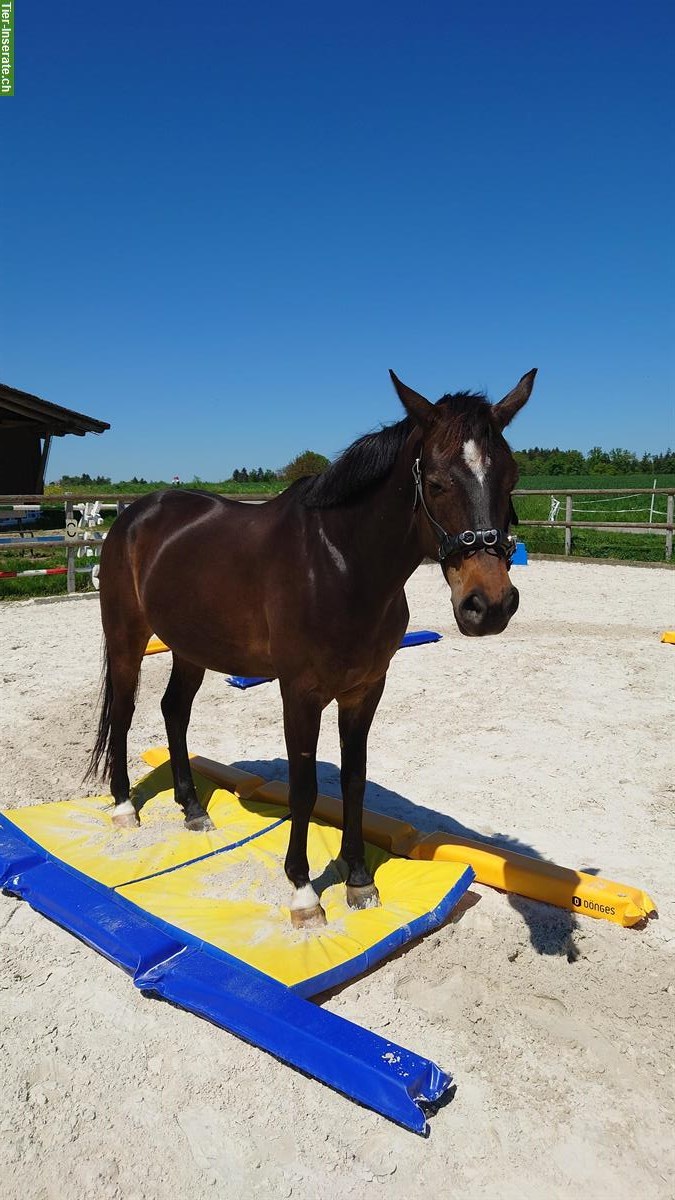Bild 5: Biete Pferdebetreuung in Abwesenheit