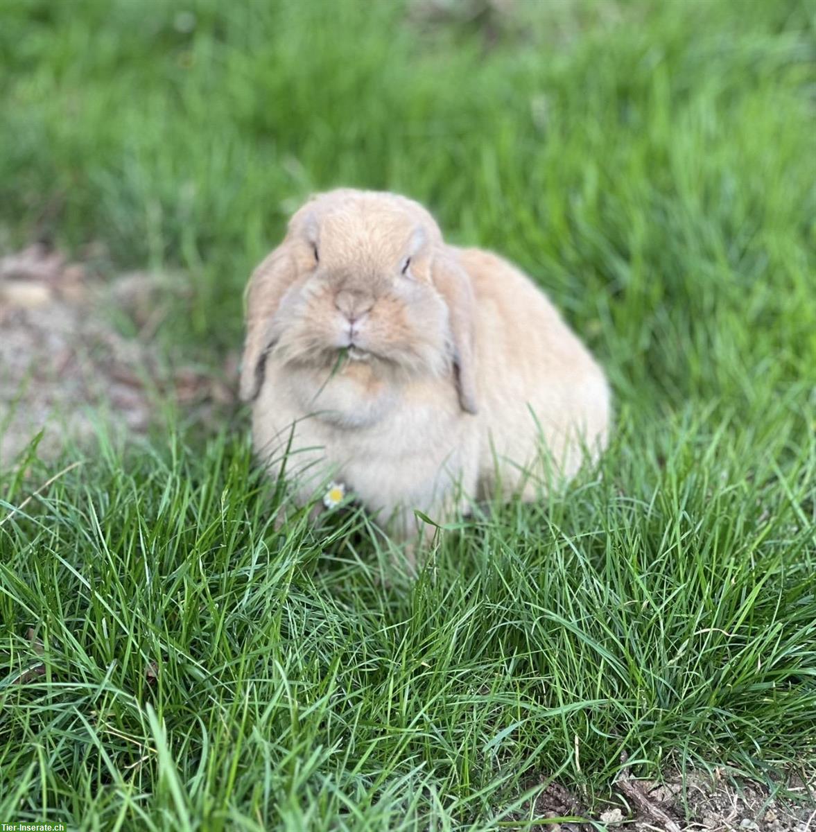 Dominantes Kaninchen-Weibchen sucht Gruppe