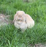 Dominantes Kaninchen-Weibchen sucht Gruppe