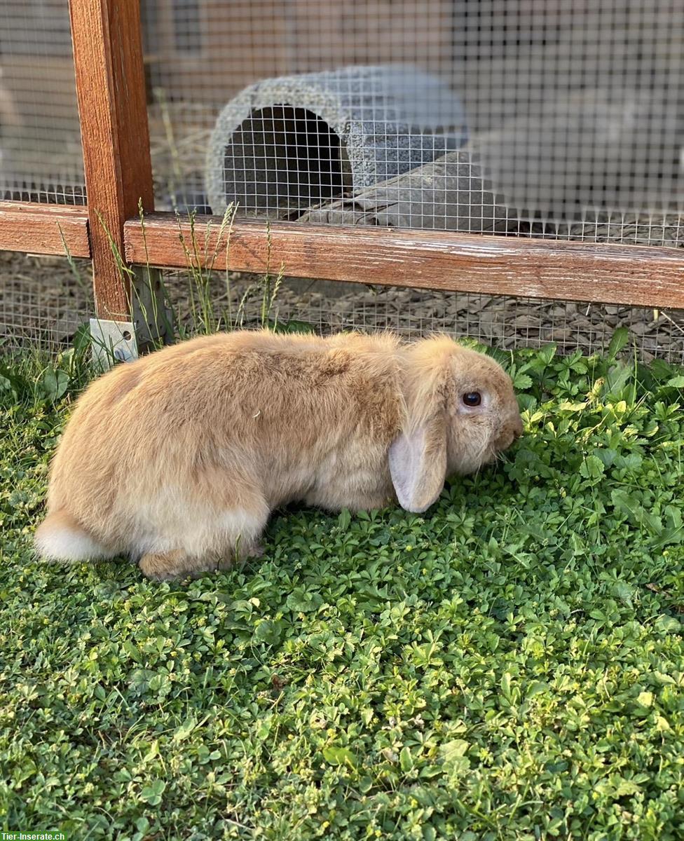 Bild 2: Dominantes Kaninchen-Weibchen sucht Gruppe