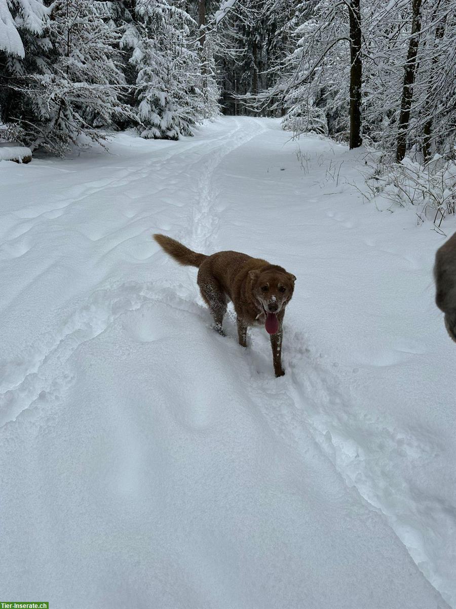 Junger Mischlingsrüde Jairon sucht neues Zuhause