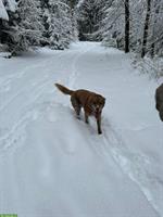 Junger Mischlingsrüde Jairon sucht neues Zuhause