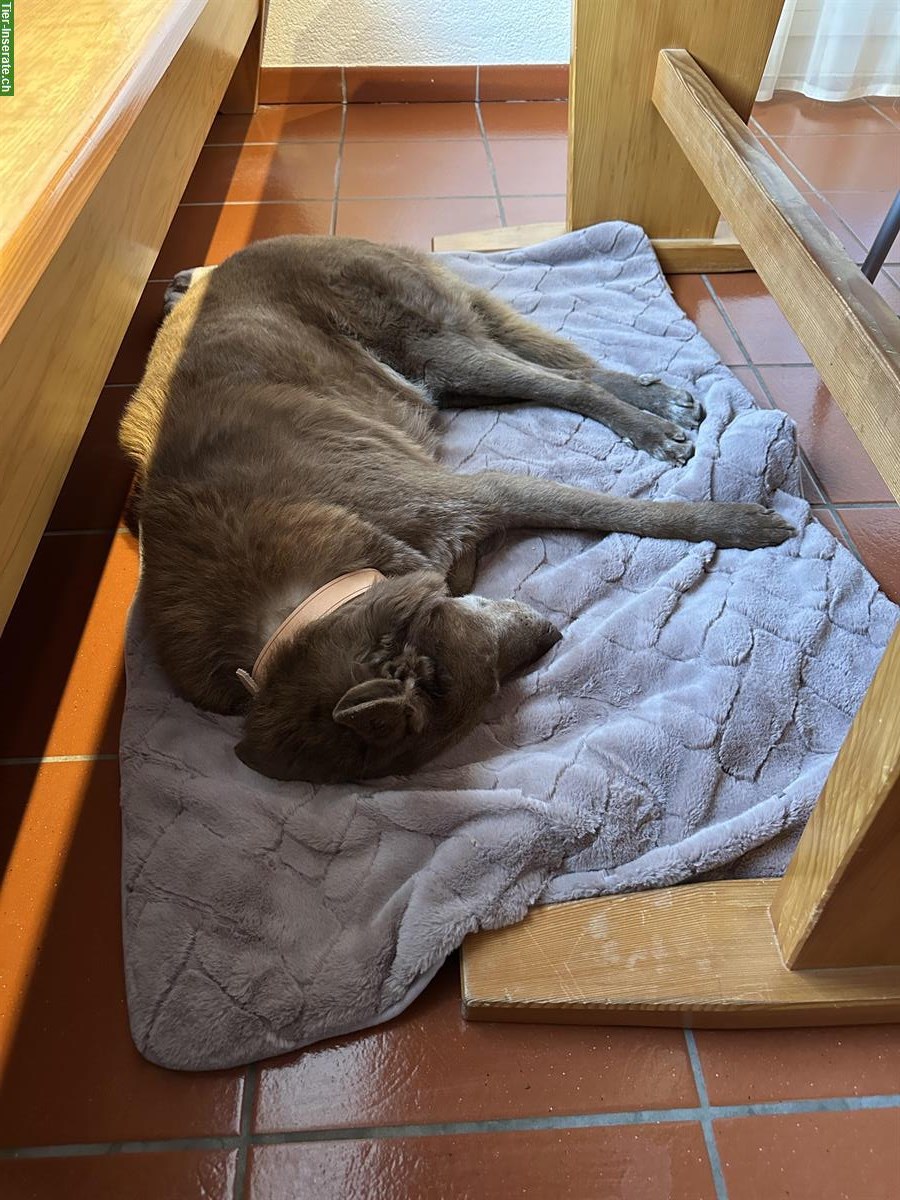 Bild 2: Junger Mischlingsrüde Jairon sucht neues Zuhause