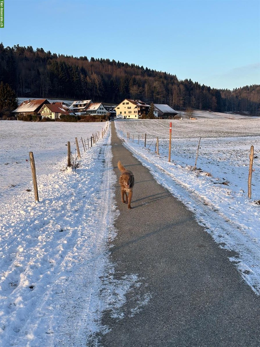 Bild 3: Junger Mischlingsrüde Jairon sucht neues Zuhause