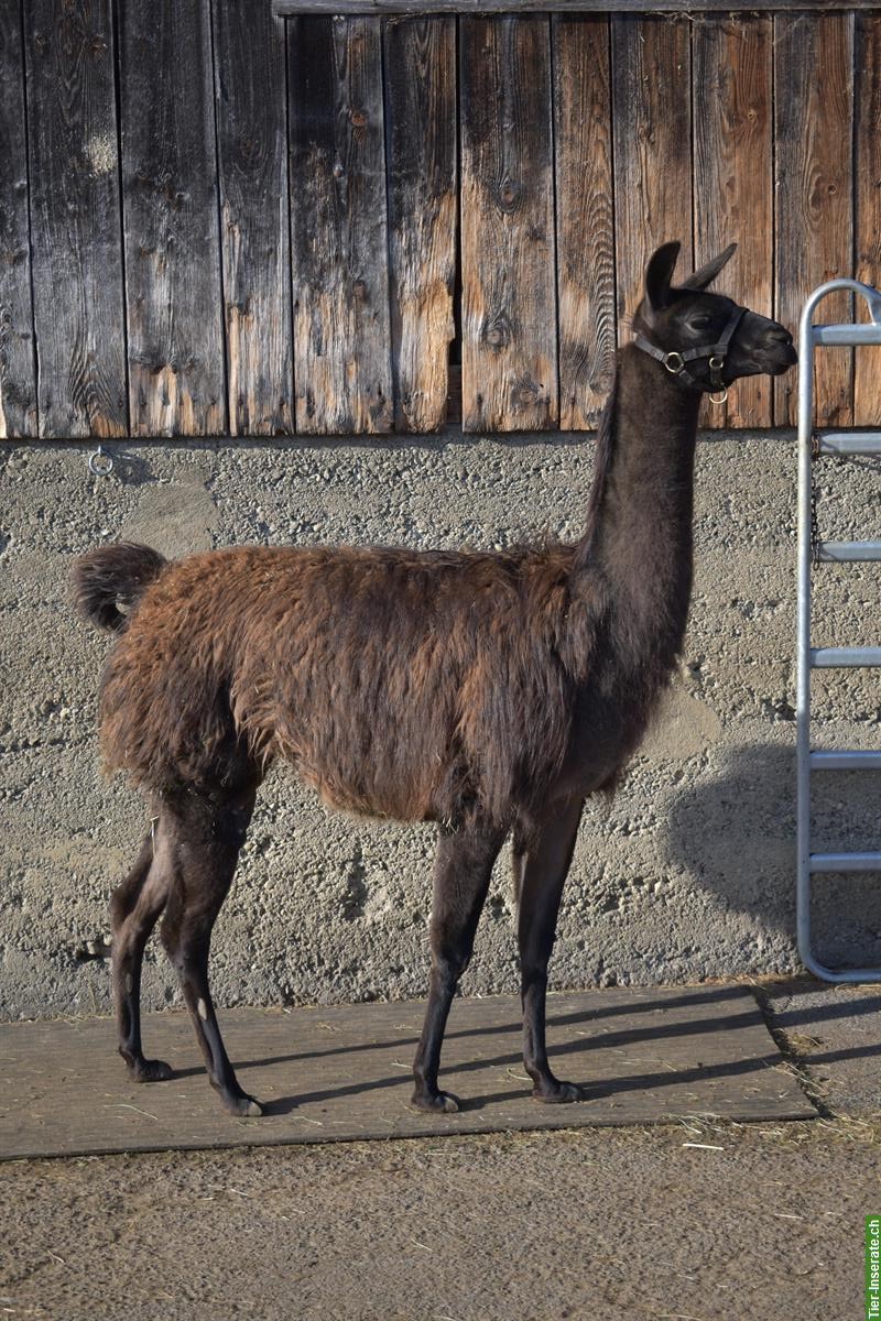 Bild 3: Classic-Lamas zu verkaufen, Hengst & Stuten