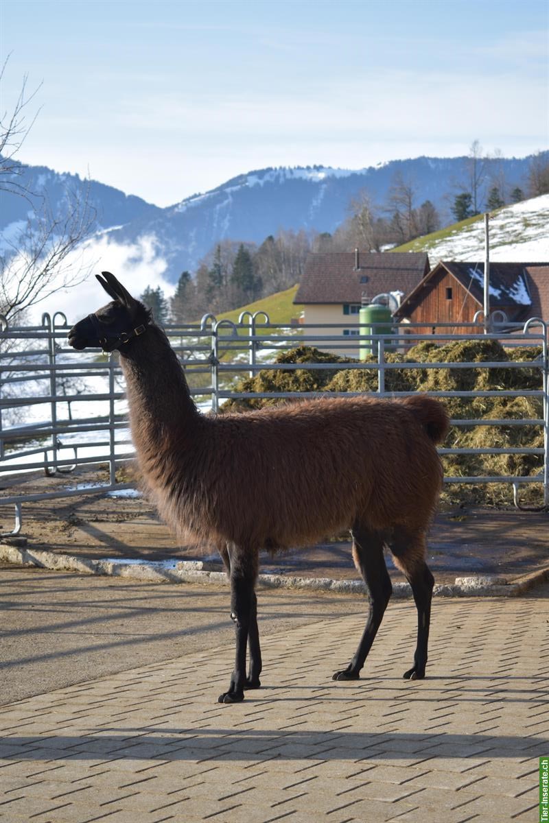 Bild 5: Classic-Lamas zu verkaufen, Hengst & Stuten