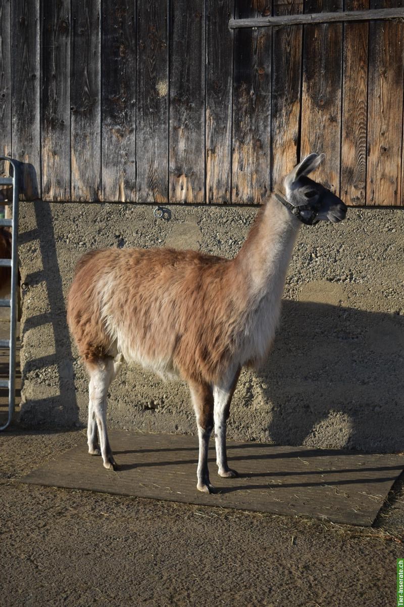 Bild 7: Classic-Lamas zu verkaufen, Hengst & Stuten