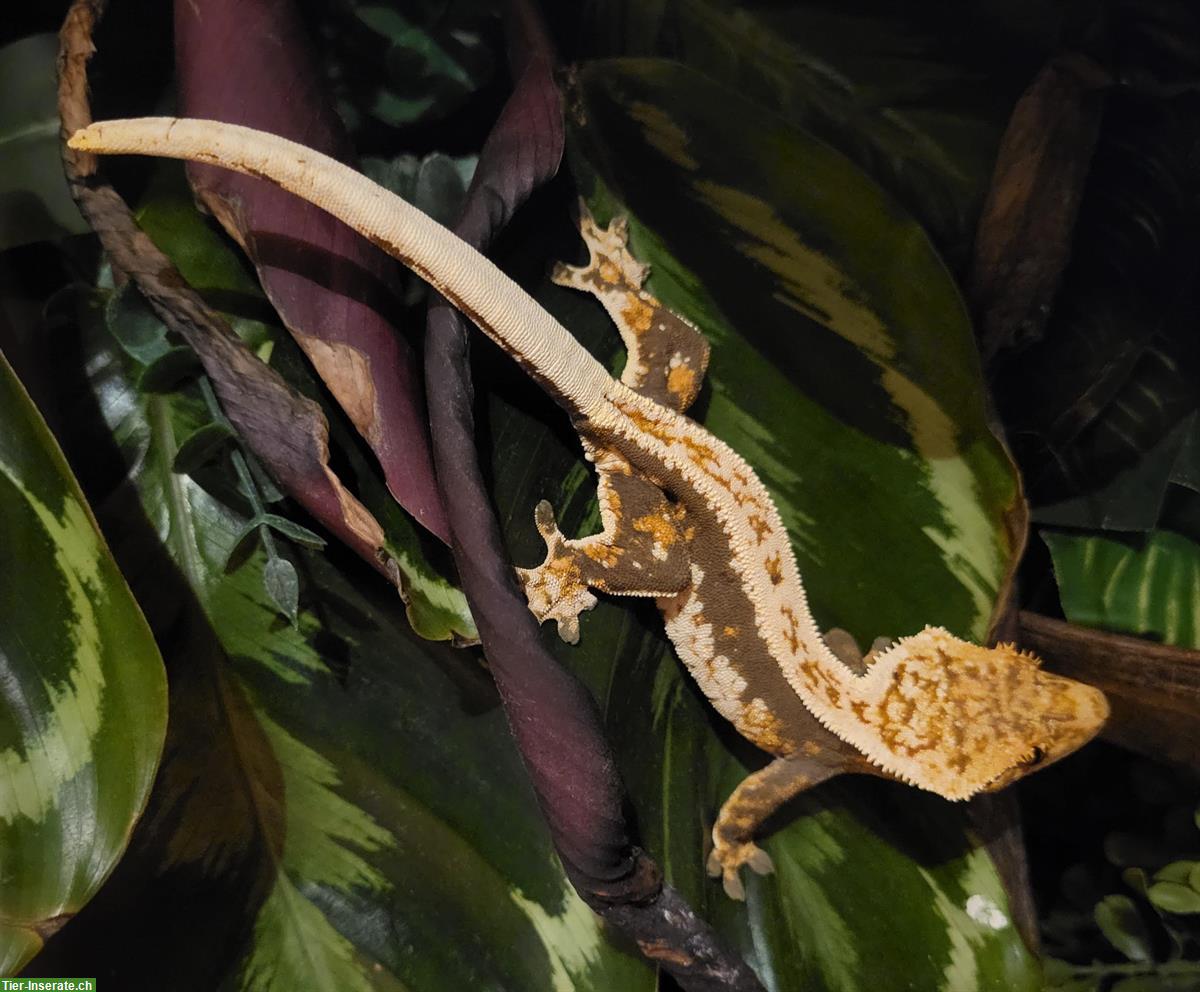 Kronengecko White Wall, weiblich, Übergabe Terraexpo