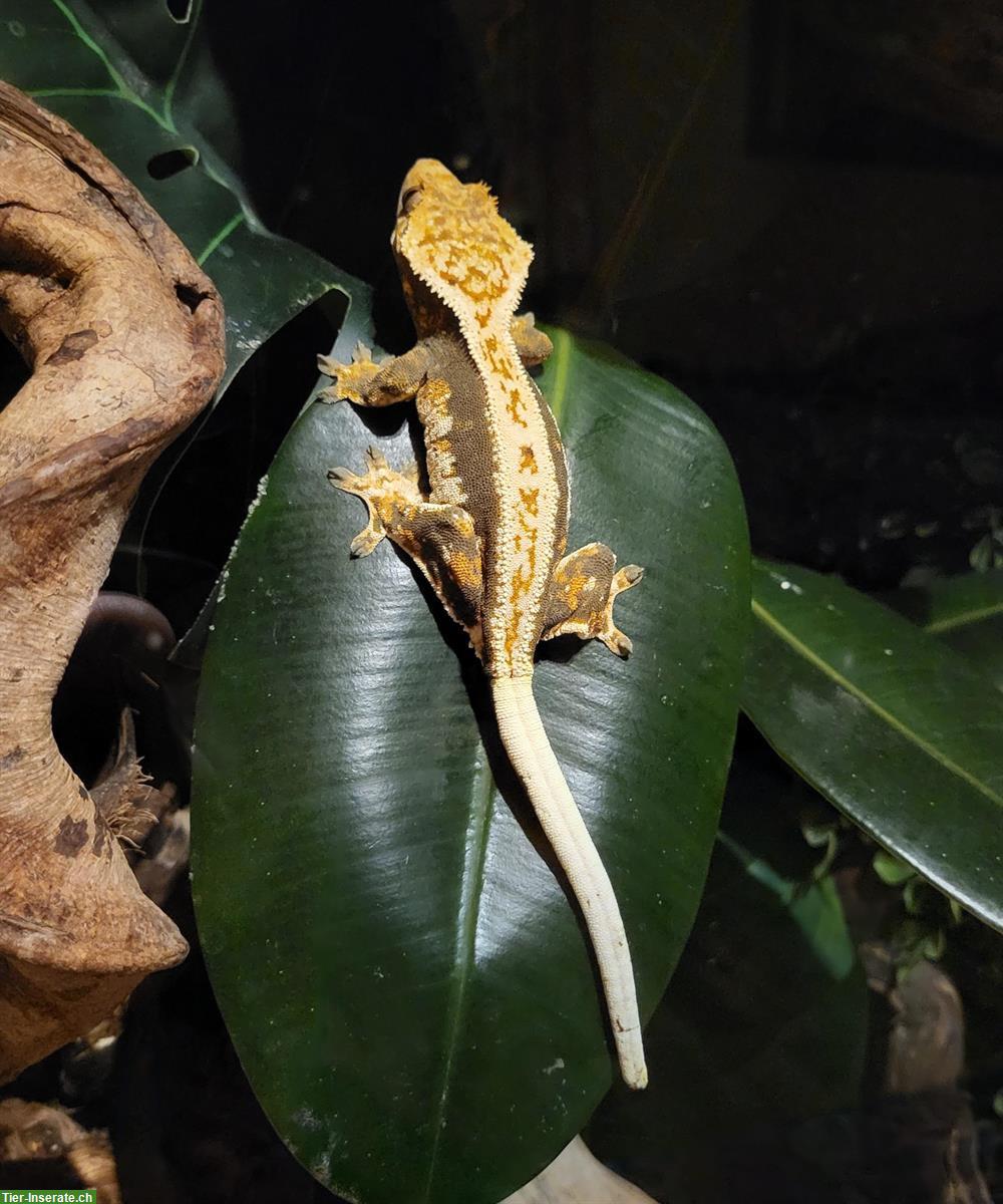 Bild 2: Kronengecko White Wall, weiblich, Übergabe Terraexpo