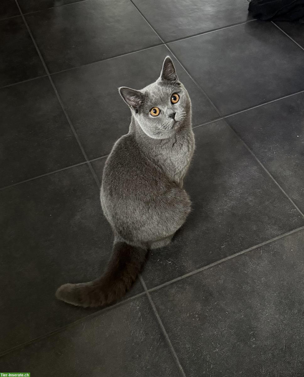 Blauer BKH-Kater (9 Monate) sucht neues Zuhause