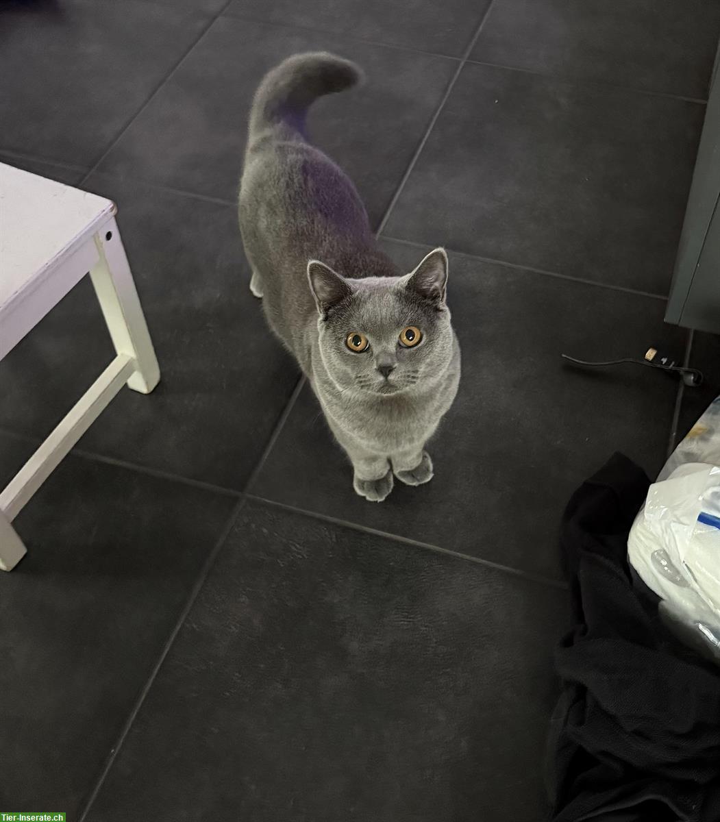 Bild 2: Blauer BKH-Kater (9 Monate) sucht neues Zuhause