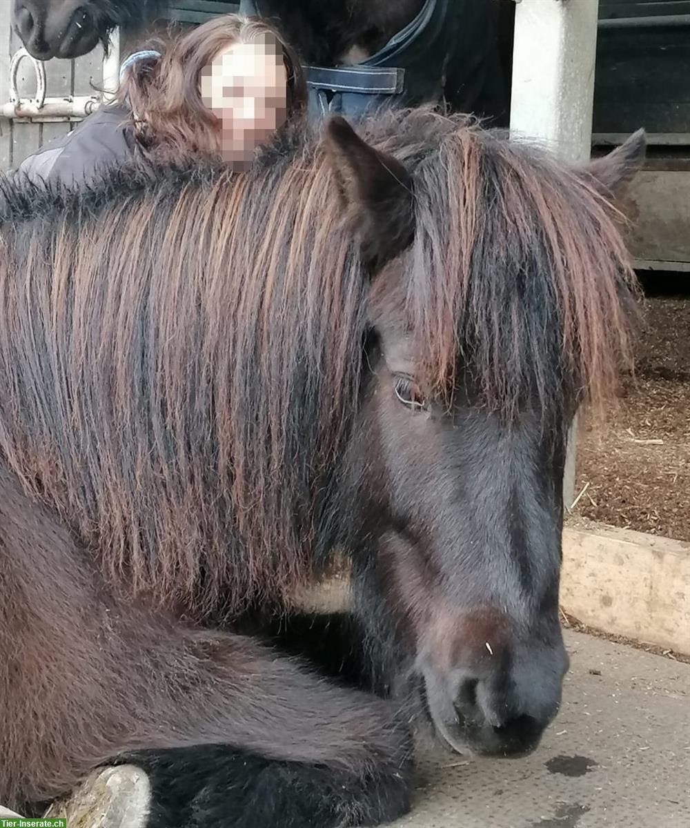 Isländer, Herzenspferd, wegen Aufgabe des Reitsports zu verkaufen