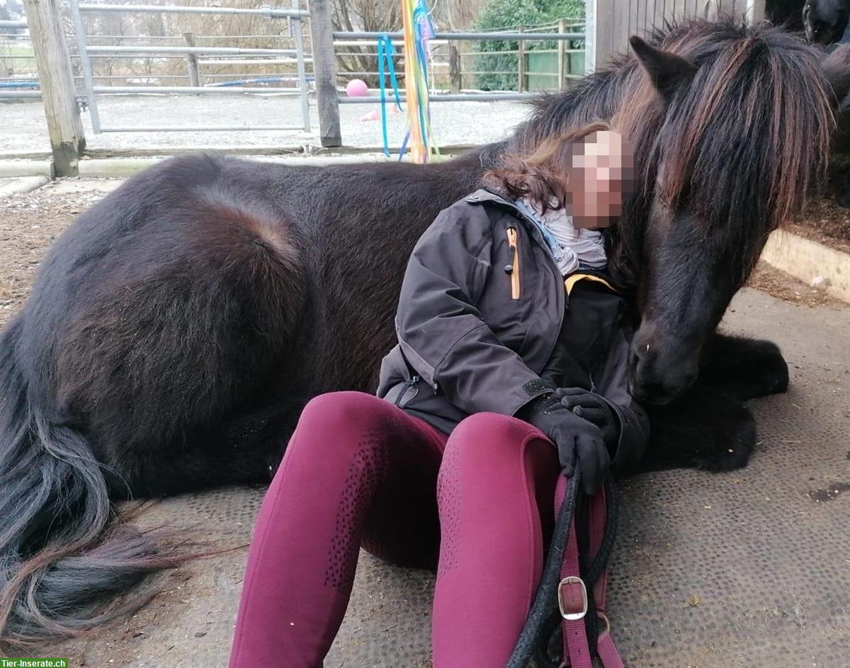 Bild 2: Isländer, Herzenspferd, wegen Aufgabe des Reitsports zu verkaufen