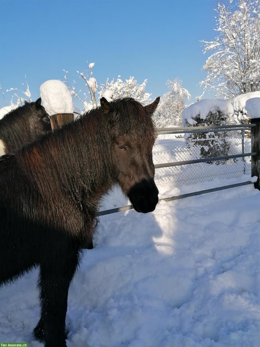 Bild 3: Isländer, Herzenspferd, wegen Aufgabe des Reitsports zu verkaufen