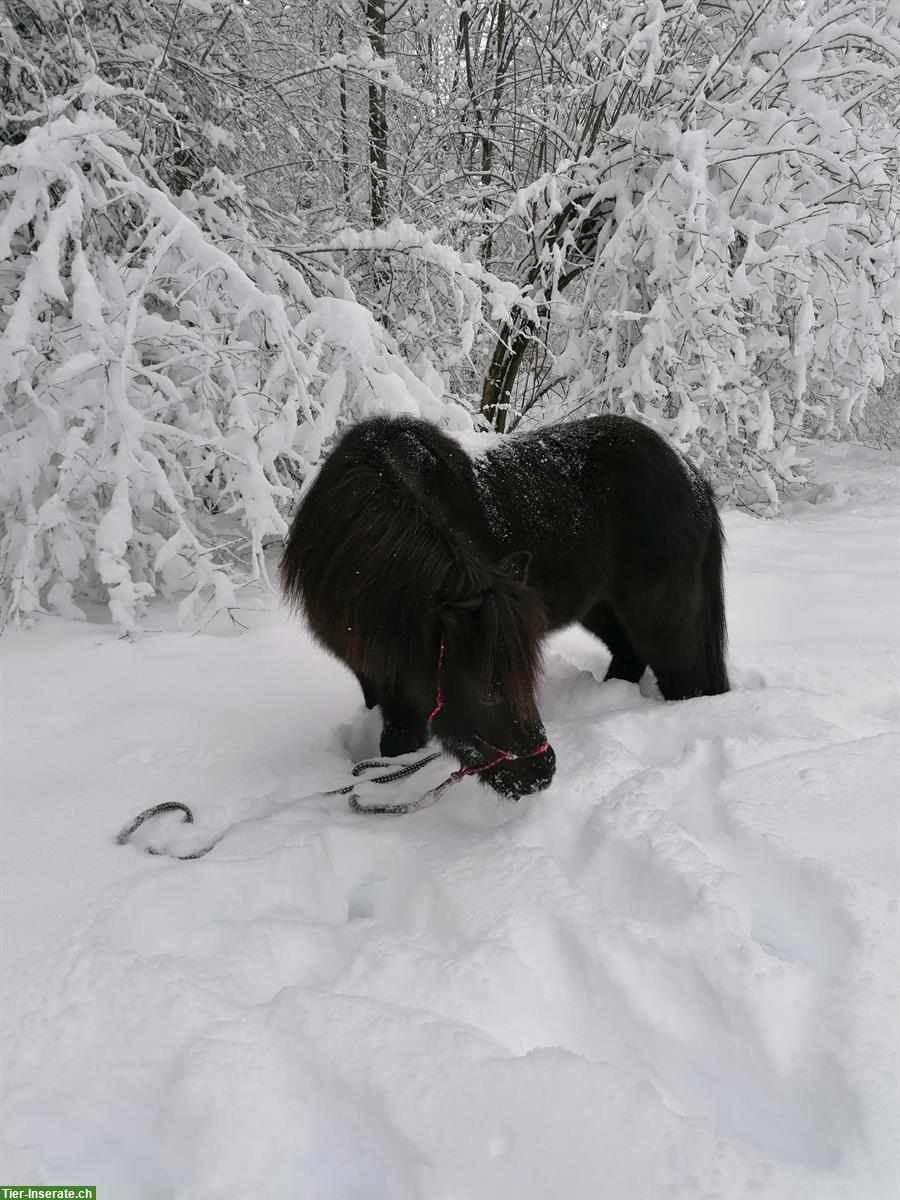 Bild 4: Isländer, Herzenspferd, wegen Aufgabe des Reitsports zu verkaufen