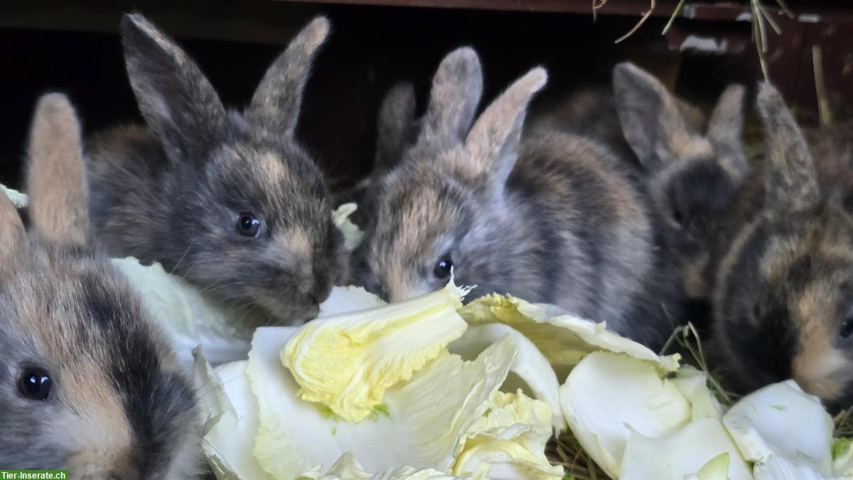 Junge Kaninchen suchen ein neues Zuhause
