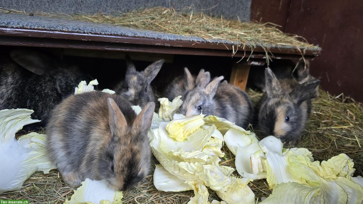Bild 2: Junge Kaninchen suchen ein neues Zuhause