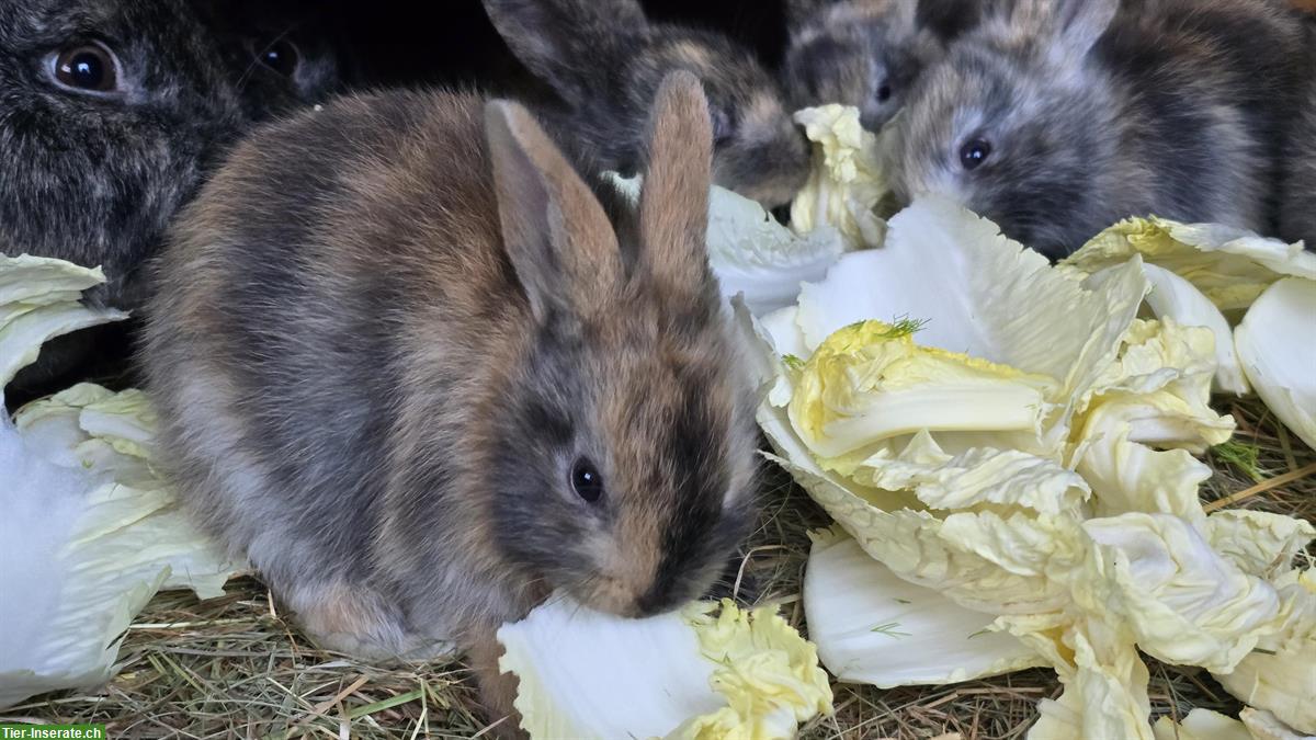 Bild 3: Junge Kaninchen suchen ein neues Zuhause