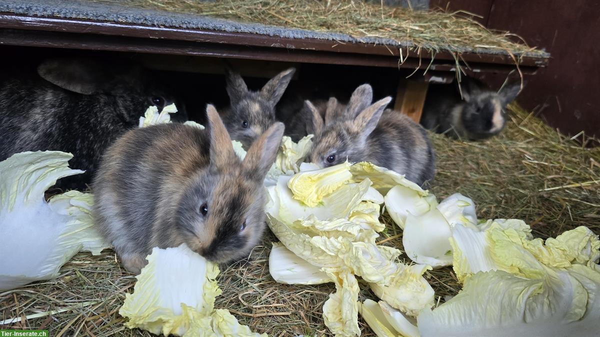 Bild 4: Junge Kaninchen suchen ein neues Zuhause