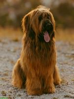 Wir erwarten Briard Welpen in fauve auf Ende Februar 2026