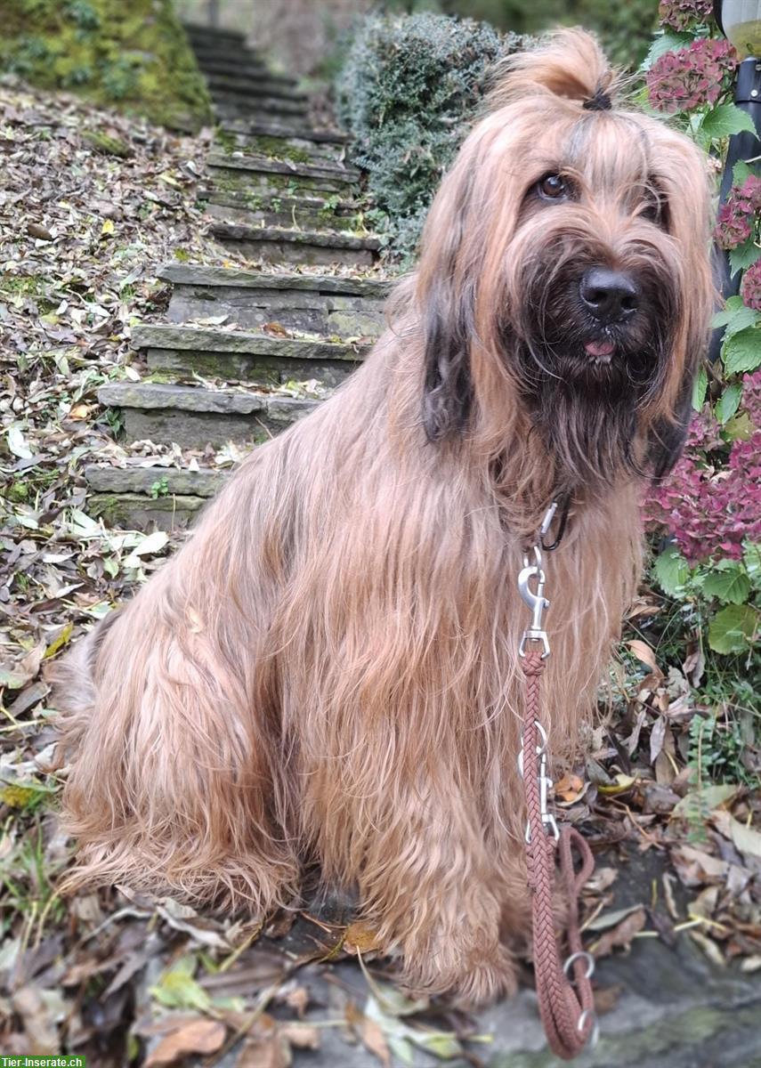 Bild 2: Wir erwarten Briard Welpen in fauve auf Ende Februar 2026