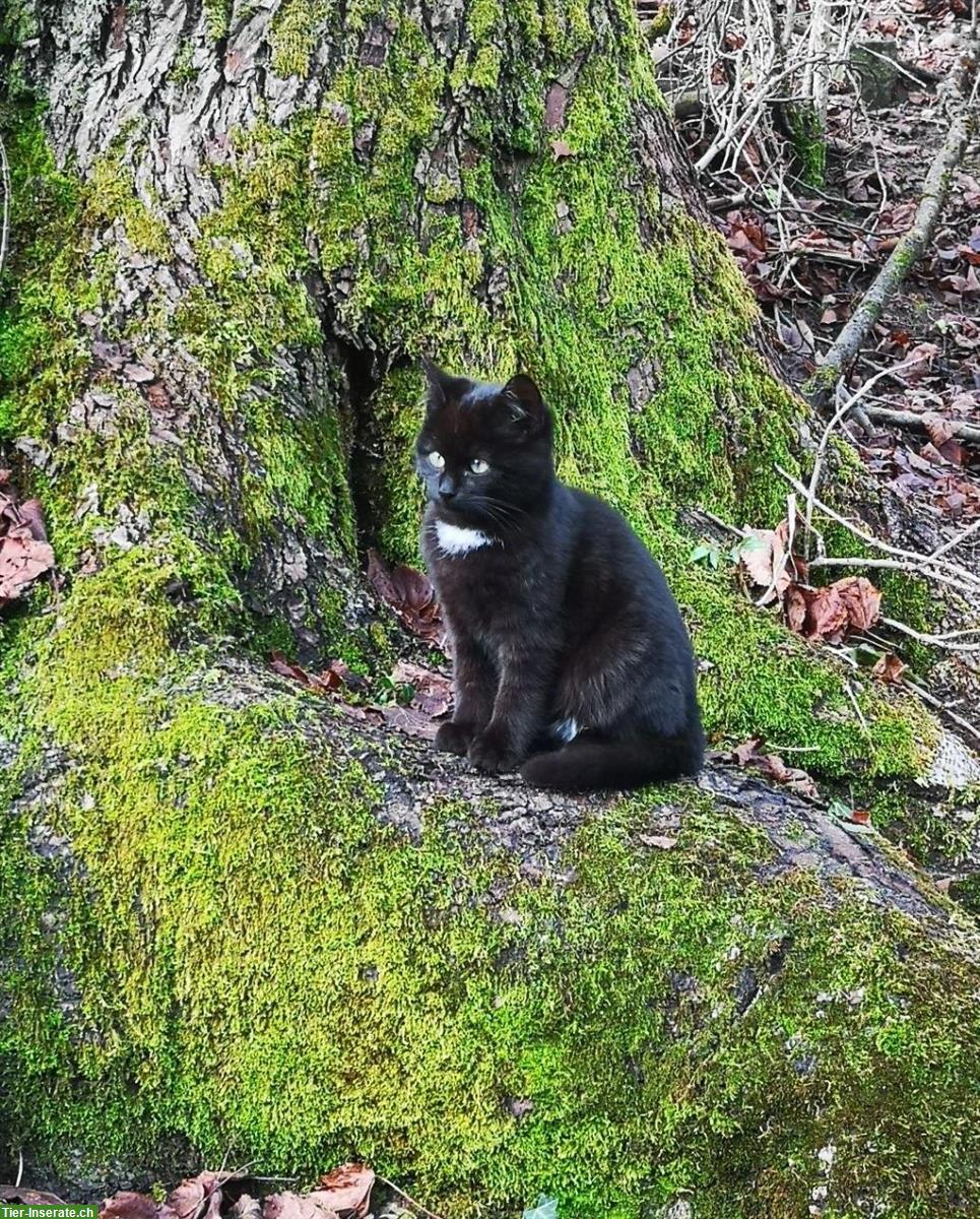 Zutrauliche Kätzchen, 2 Kater, 1 Kätzin, schwarz & getigert