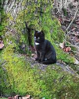Zutrauliche Kätzchen, 2 Kater, 1 Kätzin, schwarz & getigert