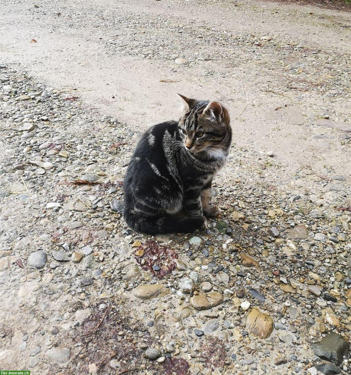 Bild 2: Zutrauliche Kätzchen, 2 Kater, 1 Kätzin, schwarz & getigert