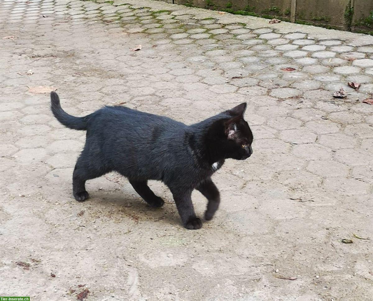 Bild 3: Zutrauliche Kätzchen, 2 Kater, 1 Kätzin, schwarz & getigert