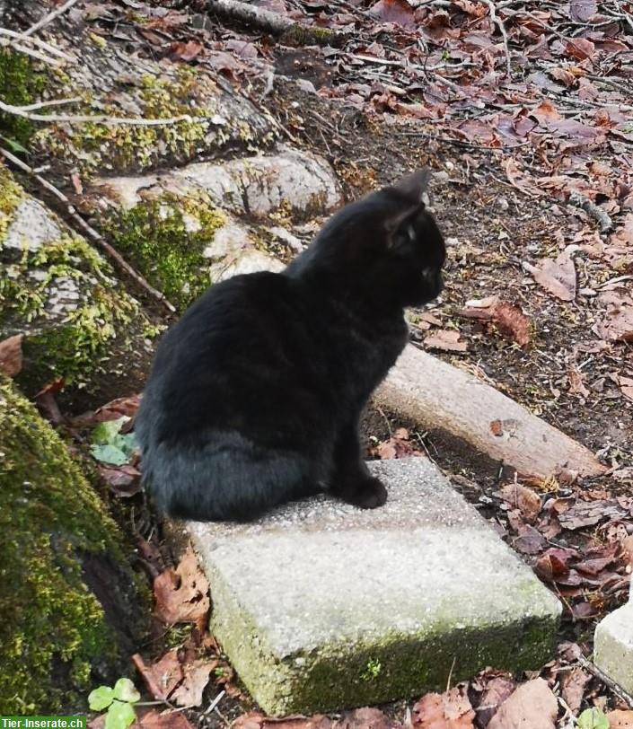 Bild 4: Zutrauliche Kätzchen, 2 Kater, 1 Kätzin, schwarz & getigert