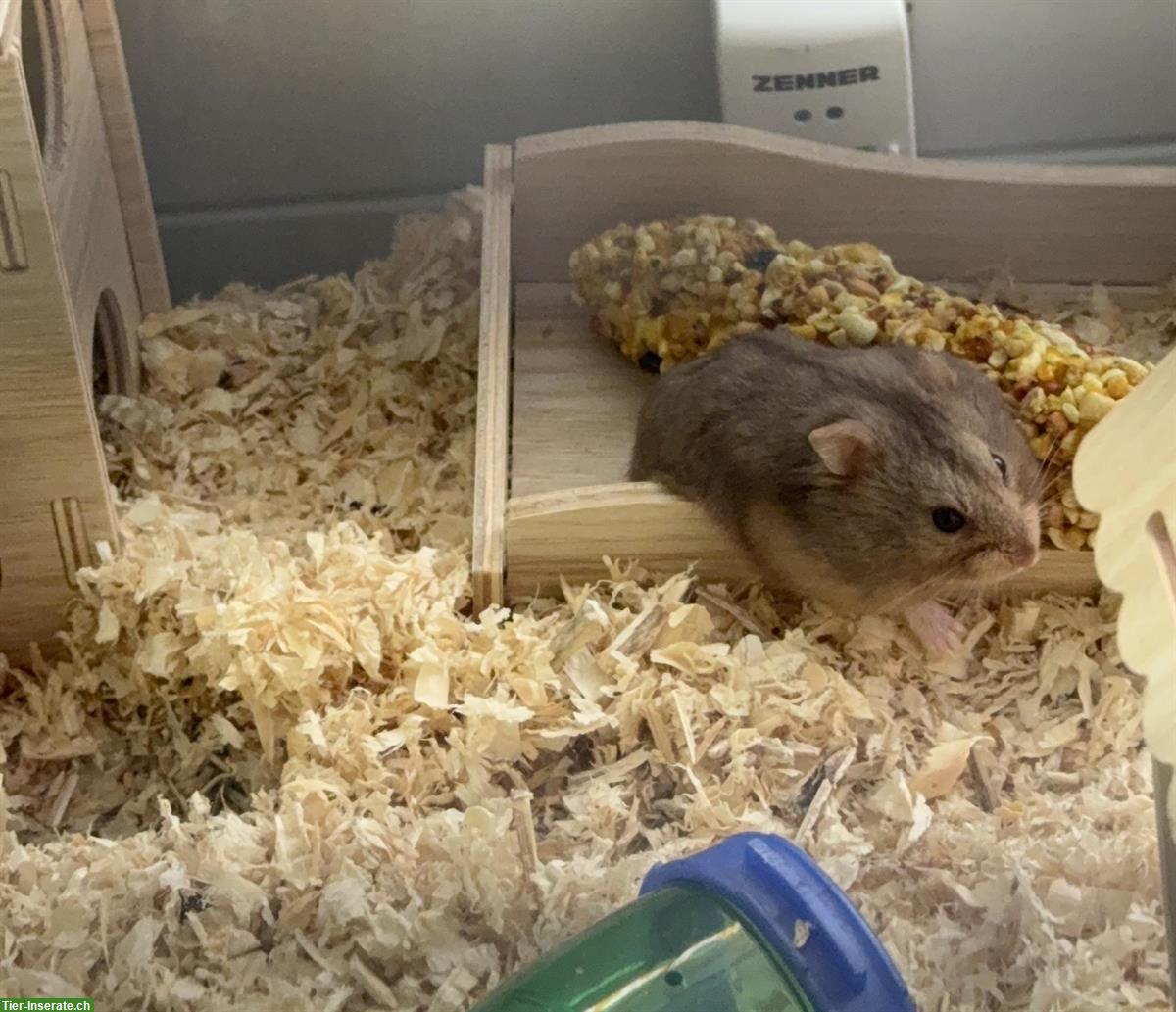 Dsungarischer Zwerghamster, Weibchen gratis abzugeben