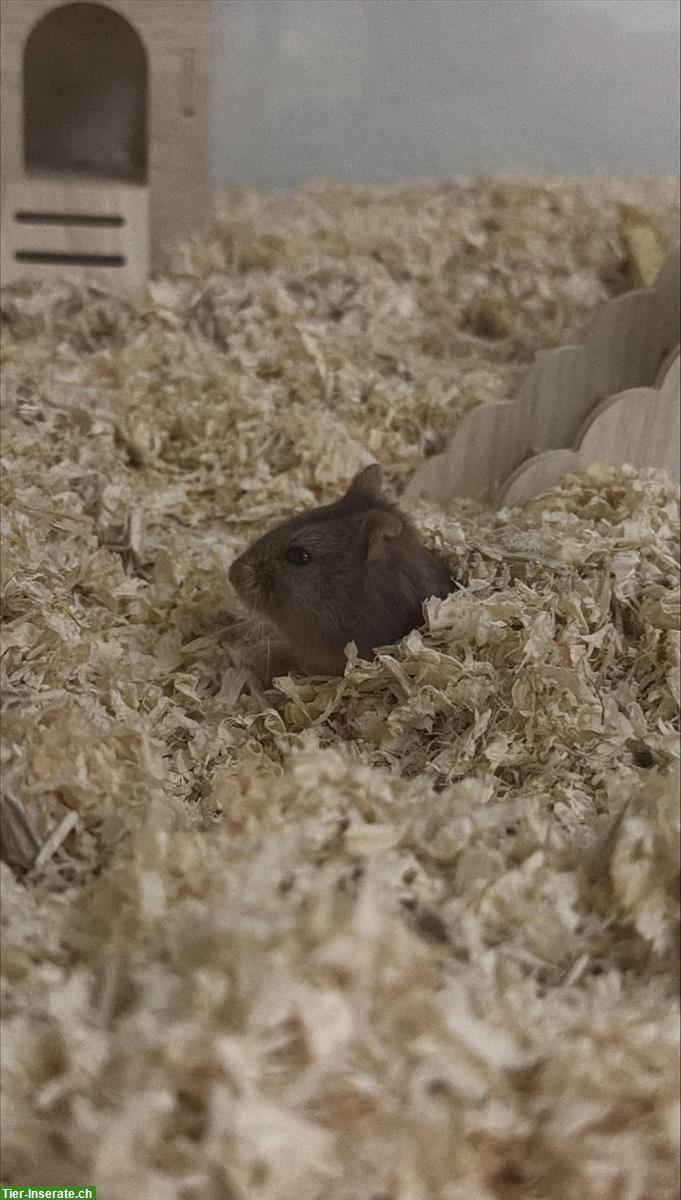 Bild 2: Dsungarischer Zwerghamster, Weibchen gratis abzugeben