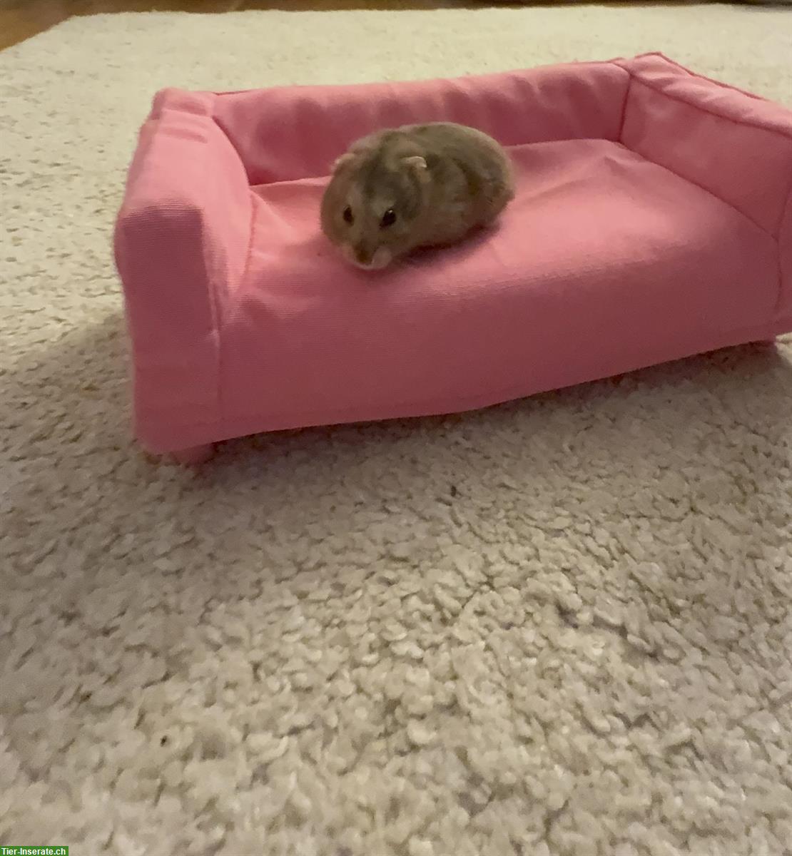 Bild 3: Dsungarischer Zwerghamster, Weibchen gratis abzugeben