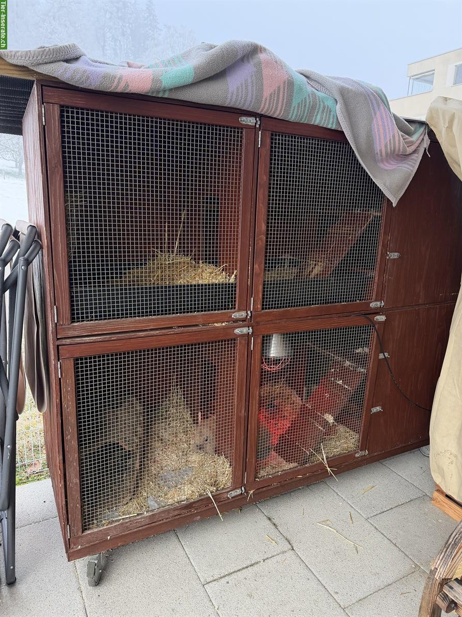 Kaninchenstall auf Rollen mit Welldach