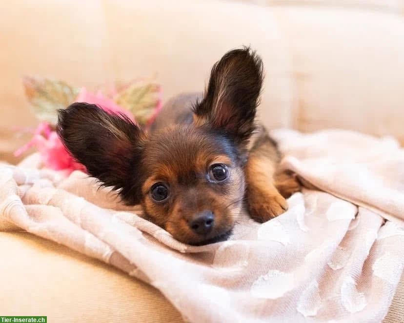 Langhaarige Russkiy Toy Welpen suchen ein Zuhause