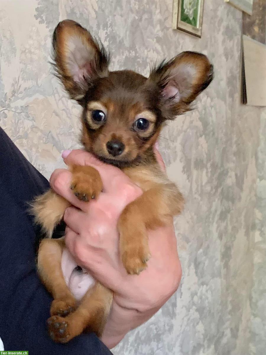 Bild 2: Langhaarige Russkiy Toy Welpen suchen ein Zuhause