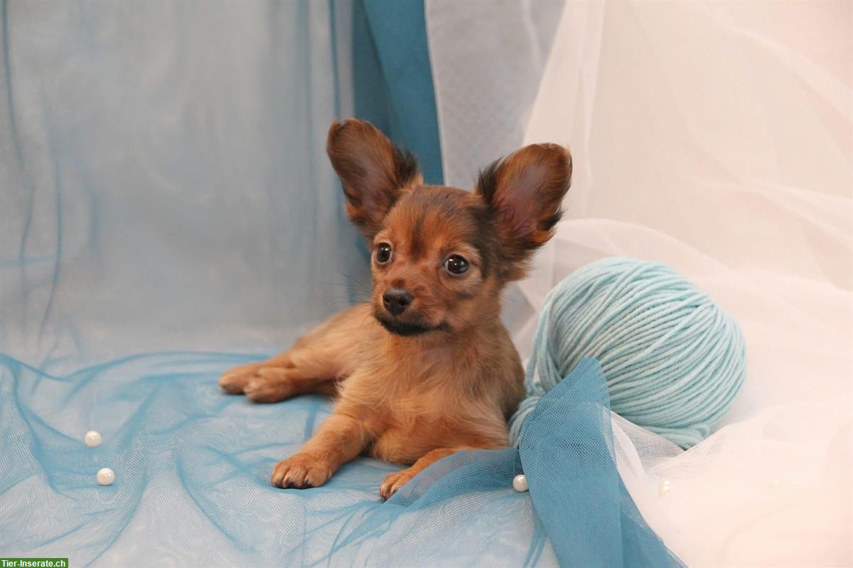 Bild 3: Langhaarige Russkiy Toy Welpen suchen ein Zuhause