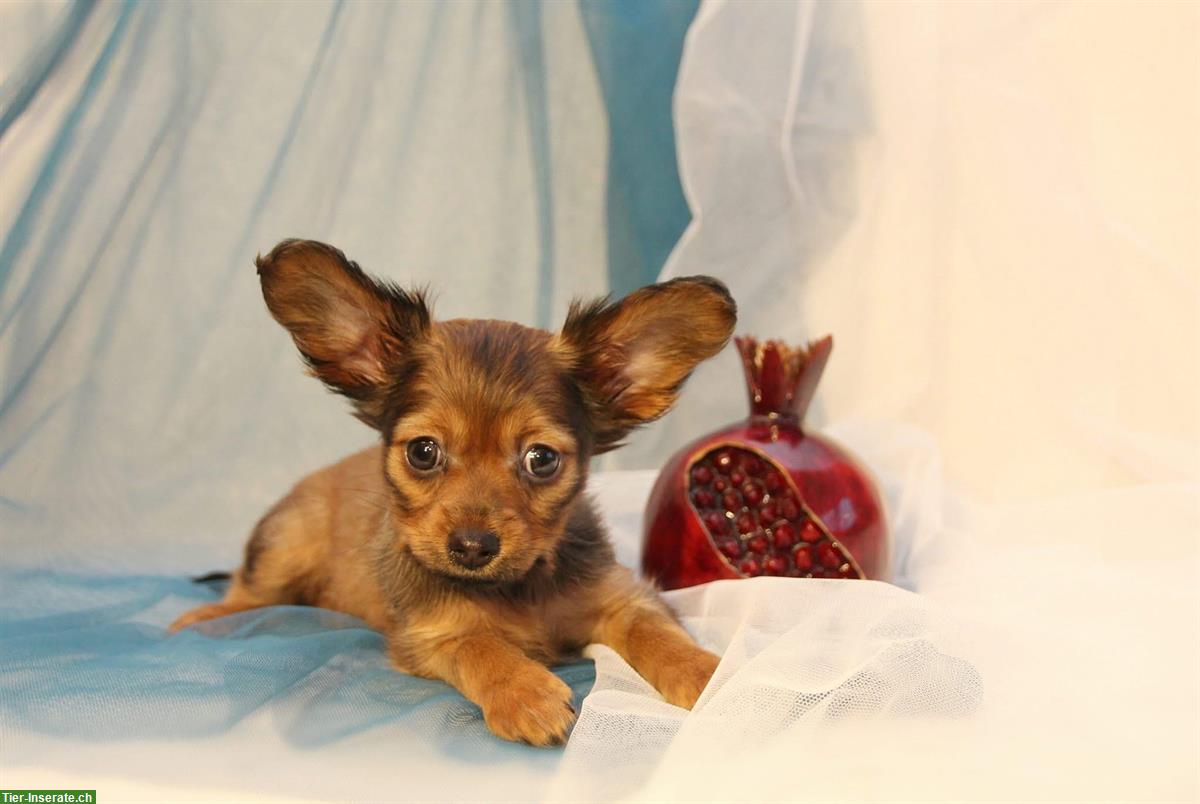 Bild 4: Langhaarige Russkiy Toy Welpen suchen ein Zuhause