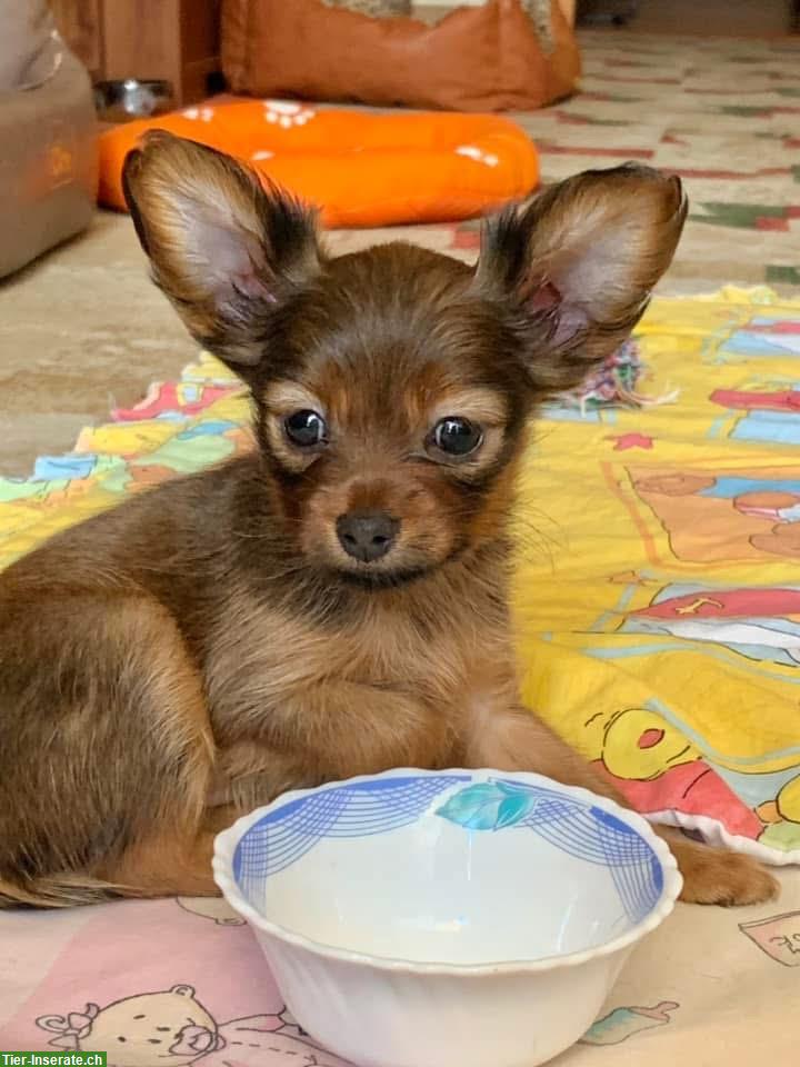 Bild 5: Langhaarige Russkiy Toy Welpen suchen ein Zuhause