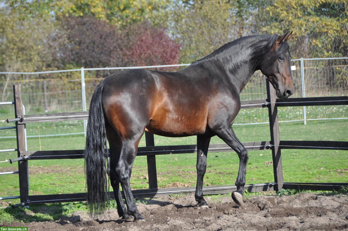 Bild 2: Reitstunden, Bodenarbeit, Reitbeteiligung für Kinder & Jugendliche