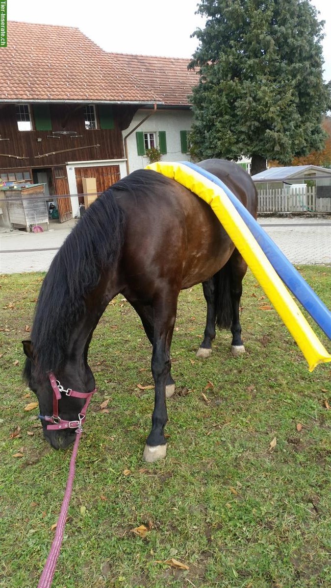 Bild 3: Reitstunden, Bodenarbeit, Reitbeteiligung für Kinder & Jugendliche