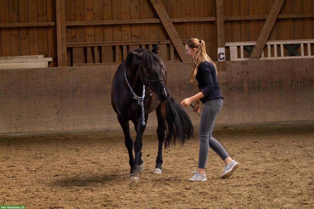 Bild 4: Reitstunden, Bodenarbeit, Reitbeteiligung für Kinder & Jugendliche