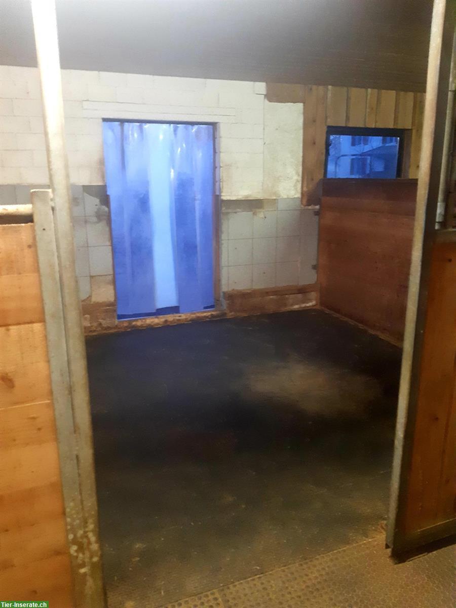 Bild 2: Freie Auslaufbox in Pferdepension Ruswil LU