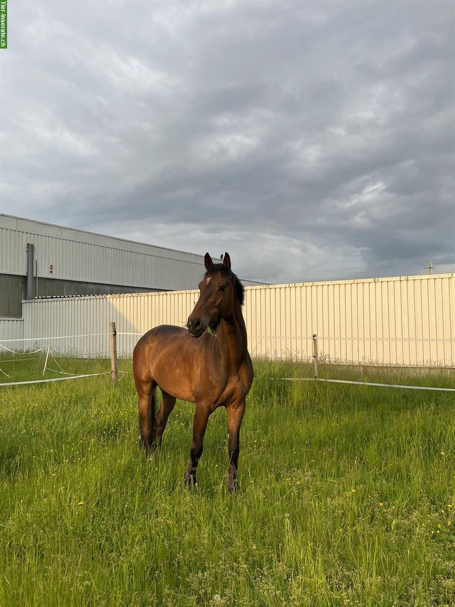 Herzenspferd sucht liebevollen Freizeitplatz