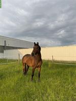 Herzenspferd sucht liebevollen Freizeitplatz