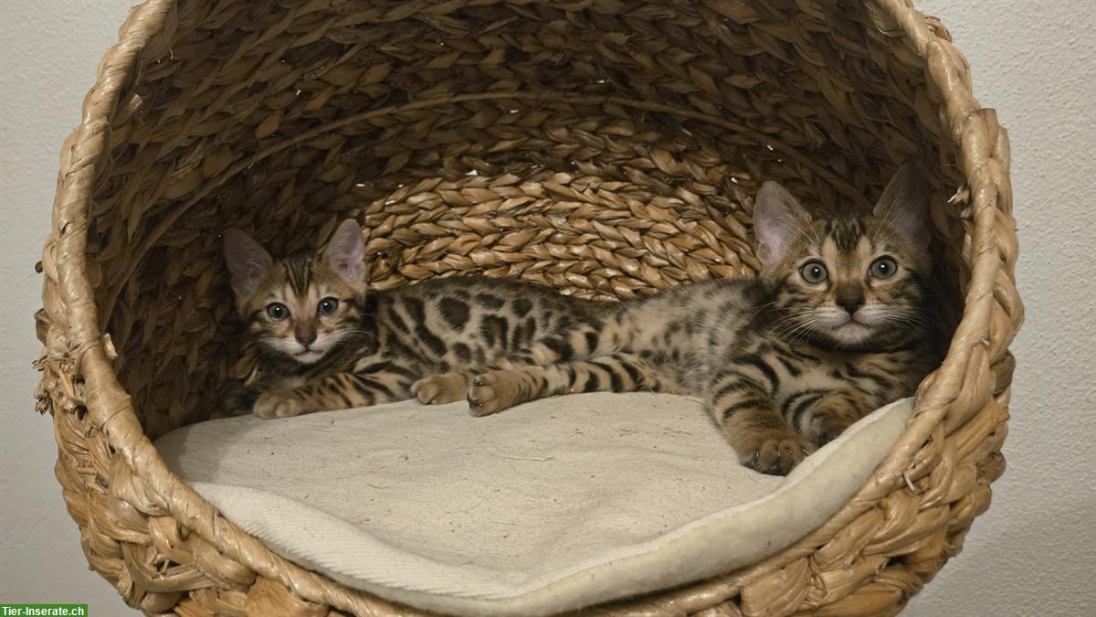 2 Bengal Kitten, reinrassig zusammen zu verkaufen