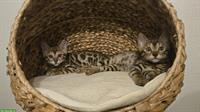2 Bengal Kitten, reinrassig zusammen zu verkaufen