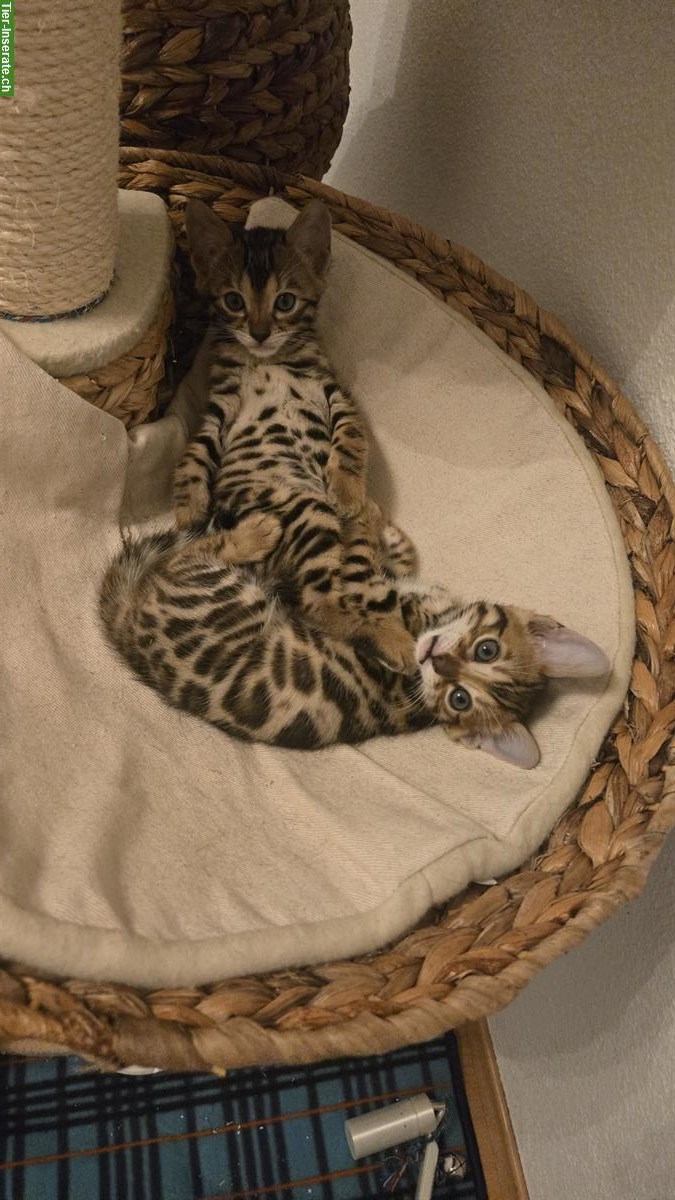 Bild 3: 2 Bengal Kitten, reinrassig zusammen zu verkaufen