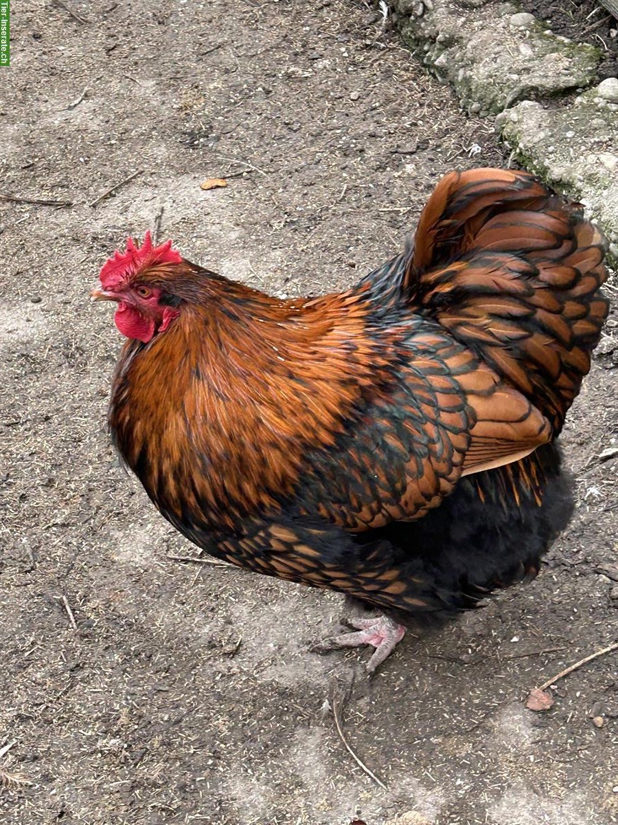 Junger Orpington-Hahn sucht neue Hühnerschar